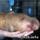 Экономика: Житель Житомирской области вырастил картошку весом более килограмма. ФОТО