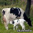 Экономика: Житомирским селянам, которые содержат пять коров, будут дарить доильные апараты