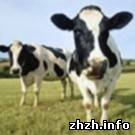 Экономика: В Житомирской области сократилась реализация птицы и скота. Производство молока выросло