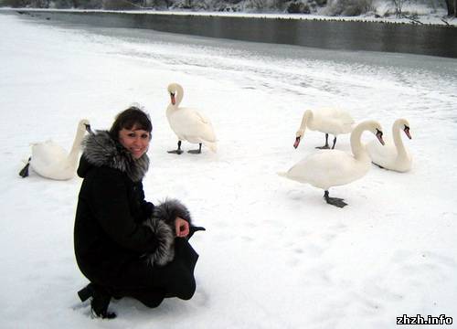 В Житомире на Тетереве зимуют лебеди прилетевшие из Латвии. ФОТО
