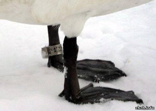 В Житомире на Тетереве зимуют лебеди прилетевшие из Латвии. ФОТО