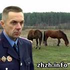 В Житомирской области участились случаи краж лошадей. ФОТО
