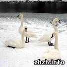 Общество: В Житомире на Тетереве зимуют лебеди прилетевшие из Латвии. ФОТО