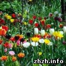 Криминал: Нелегалы из Азербайджана выращивали цветы под Житомиром. ФОТО