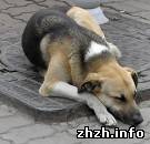 Происшествия: МЧС: в Житомирской области зафиксирована вспышка бешенства дворовых собак