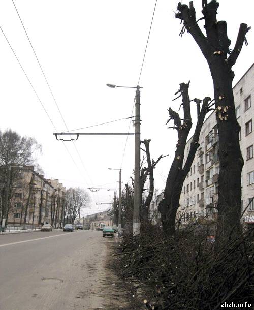 Зеленстрой подрезает кроны деревьев на центральных улицах Житомира